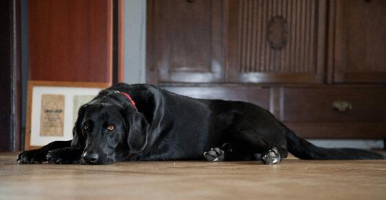 Hunde-Operationskostenversicherung