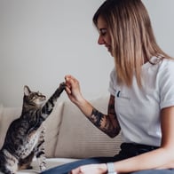 Mein Katzenblog Katzen Ernährungsberatung