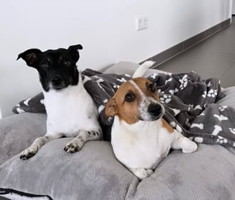 Auf dem Bild sind zwei Hunde zu sehen, von links nach rechts sind das Josie und Elli die Bürohunde