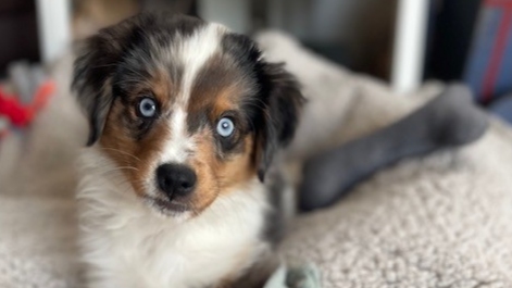 Das Foto zeigt unseren neuen Büro Hund Rudi