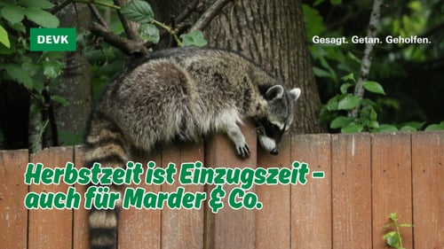 Waschbär auf einem Holzzaun im Grünen mit der Bildheadline „Herbstzeit ist Einzugszeit – auch für Marder & Co.“