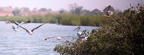 Senegal: tüm otellerimiz