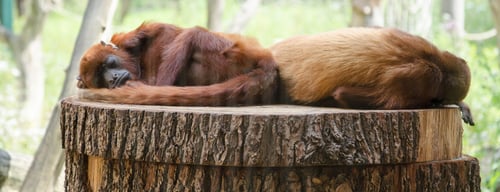 فنادقنا بالقرب تييربارك برلين Tierpark Berlin