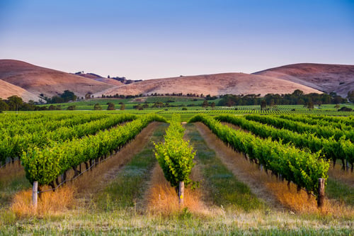 Todos nuestros hoteles en Barossa Valley