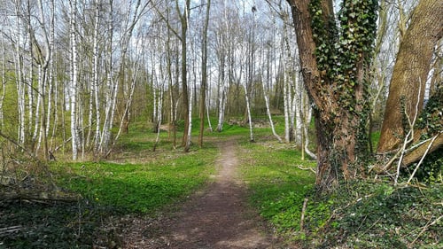 Waldweg in der Umgebung des Johanniter-Naturkindergartens Oststeinbek.